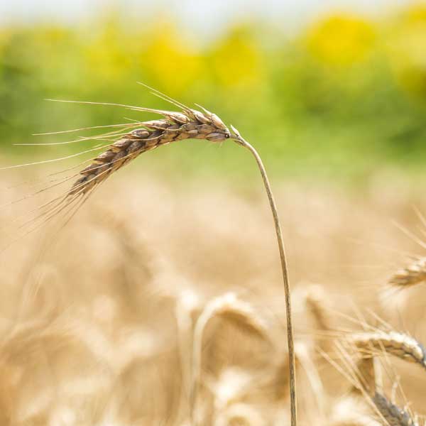 Beyond proizvodi - Žitarice, mahunarke