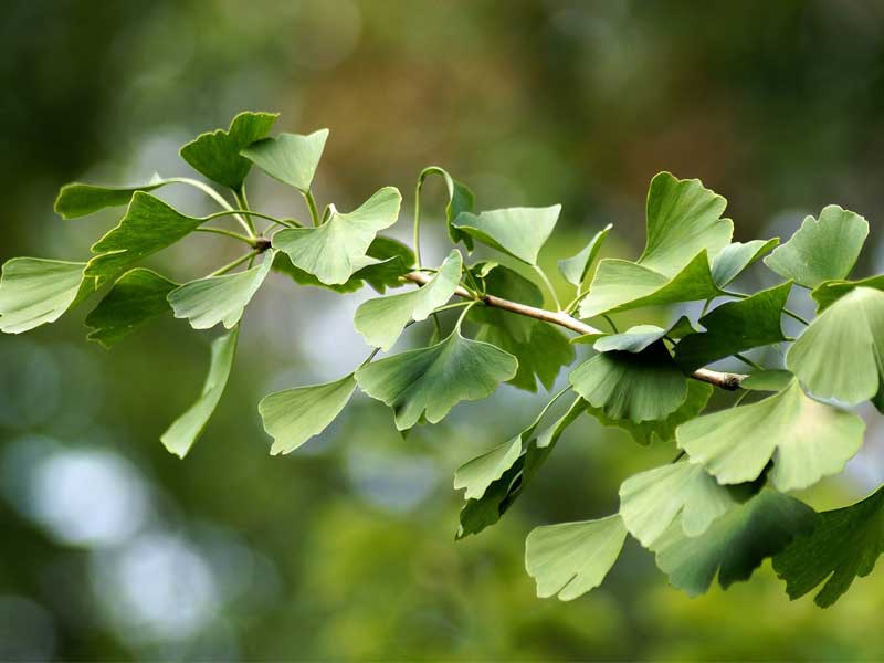 ginko biloba