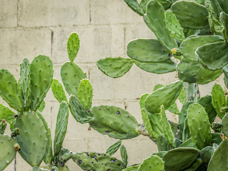 nopal snižava šećer